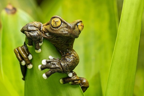 Hyloscirtus tapichalaca (Hyloscirtus tapichalaca)