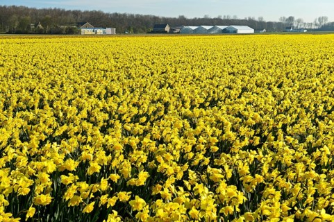 Field of wild daffodils or Lent lilies (Narcissus pseudonarcissus)