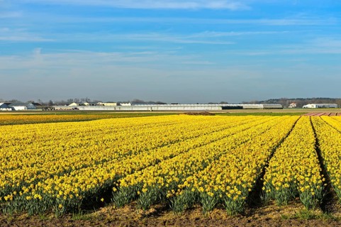 Field of wild daffodils or Lent lilies (Narcissus pseudonarcissus)