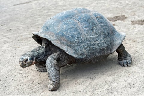 Galapagos giant tortoise (Chelonoidis nigra ssp)