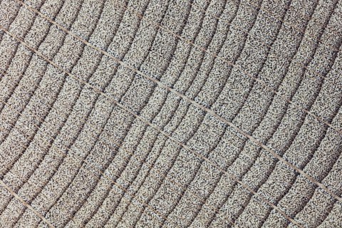 Beech