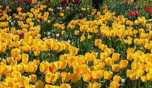 Yellow tulips (Tulipa sp.)