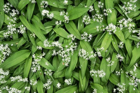 Wild garlic (Allium ursinum) with flowers