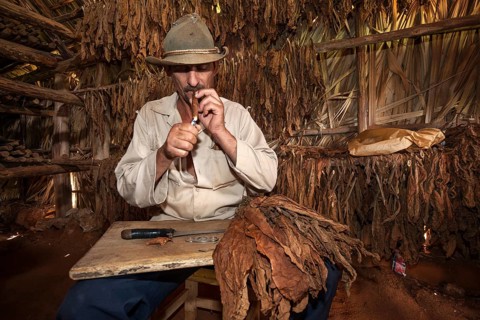 Tobacco farmer in a tobacco barn smoking a cigar just made