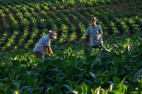 Tobacco growing