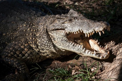 Crocodile (Crocodilia)