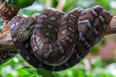 Carpet Python (Morelia spilota variegata)