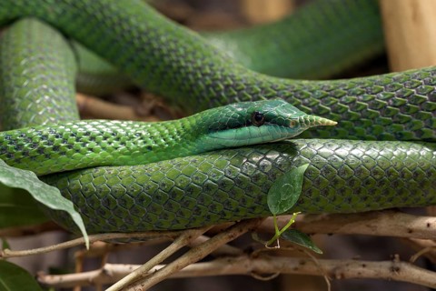 Rhinoceros ratsnake (Gonyosoma boulengeri)