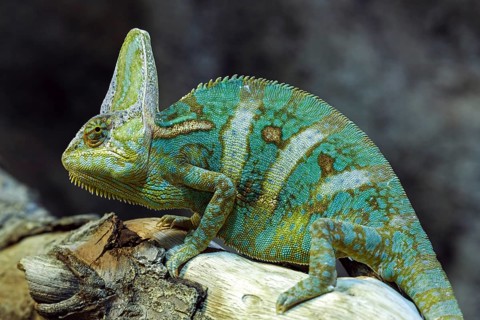 Veiled chameleon (Chamaeleo calyptratus)