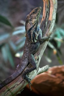 Frill-necked lizard (Chlamydosaurus kingii) climbs on branch