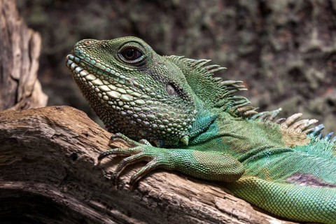Green water dragon (Physignathus cocincinus) lying on branch