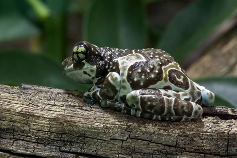 Mission golden-eyed tree frog (Trachycephalus resinifictrix) sits on branch