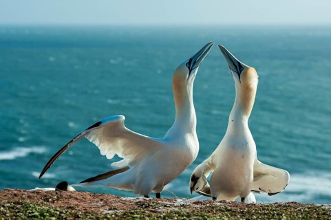 Northern Gannet (Morus bassanus) billing