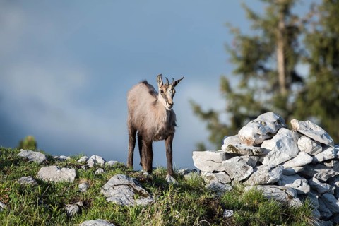 Chamois (Rupicapra rupicapra)
