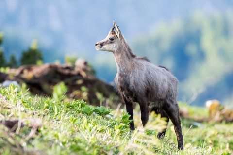 Chamois (Rupicapra rupicapra)