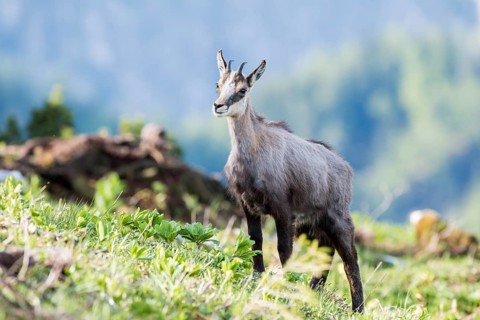 Chamois (Rupicapra rupicapra)