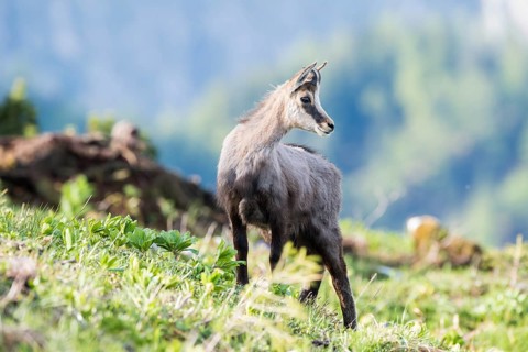 Chamois (Rupicapra rupicapra)