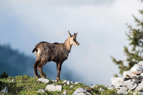 Chamois (Rupicapra rupicapra)