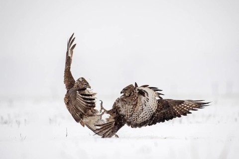 Eurasian buzzards (Buteo buteo) fighting in the snow