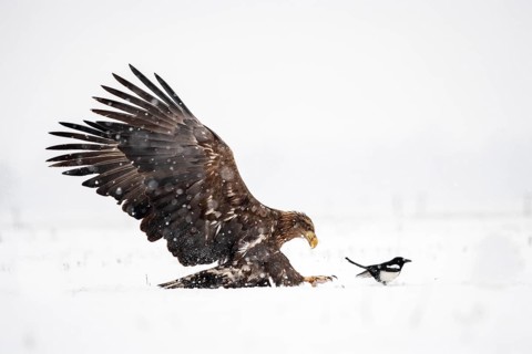 White-tailed eagle (Haliaeetus albicilla) approaching European magpie (Pica pica) in the snow