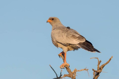 Eastern pale chanting goshawk (Melierax poliopterus) on branch