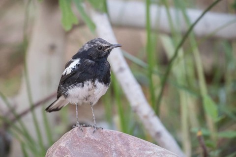 African pied wagtail (Motacilla aguimp) sitting on a stone