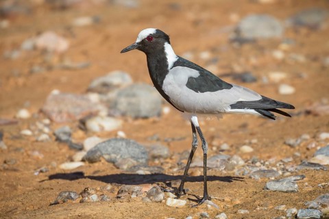 Blacksmith plover (Vanellus armatus)