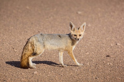 Fennec fox (Vulpes zerda)