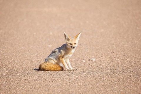 Fennec fox (Vulpes zerda)