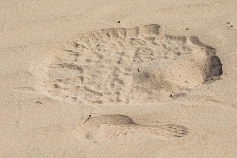 Foot print of Desert elephant and human in sand