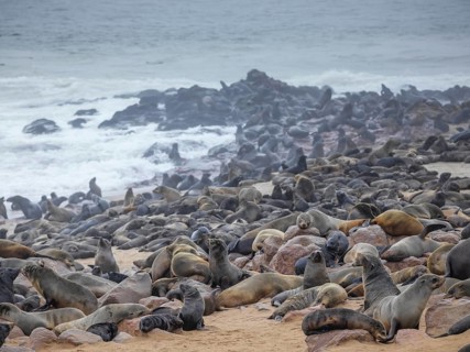 Brown fur seals (Arctocephalus pusillus)