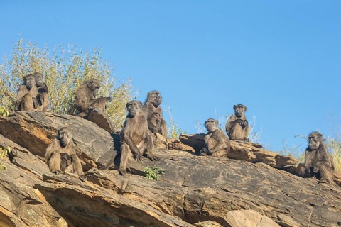 Yellow baboons (Papio cynocephalus)