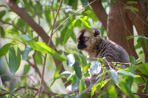 Ring-tailed lemur (Lemur catta) sitting in tree