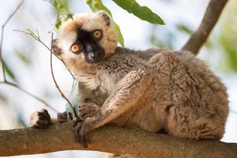 Red-fronted lemur (Eulemur rufifrons) sitting on branch