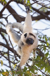 Verreaux's sifaka (Propithecus verreauxi) hanging in tree