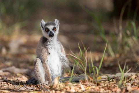 Ring-tailed lemur (Lemur catta) sitting on ground
