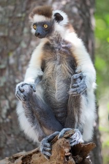 Verreaux's sifaka (Propithecus verreauxi) sitting on a tree trunk