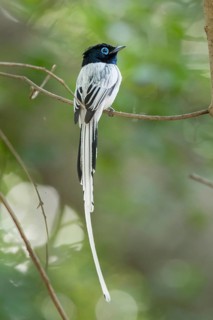 Malagasy paradise flycatcher (Terpsiphone mutata)