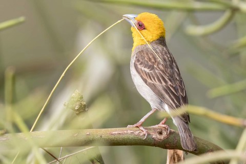 Sakalava weaver (Ploceus sakalava)