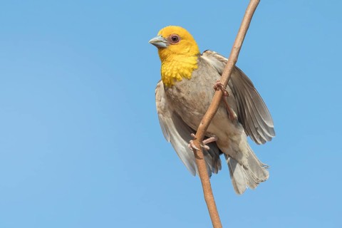 Sakalava weaver (Ploceus sakalava)