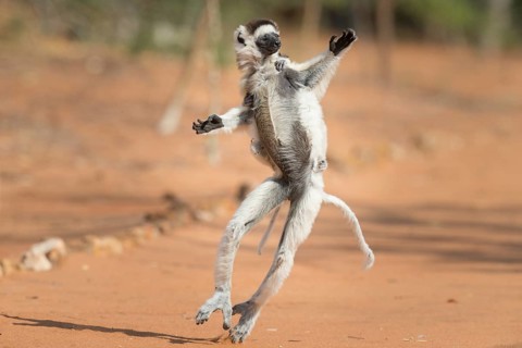 Verreaux's sifaka (Propithecus verreauxi)