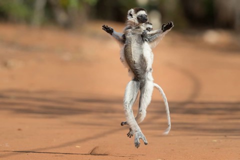 Verreaux's sifaka (Propithecus verreauxi) with young animal