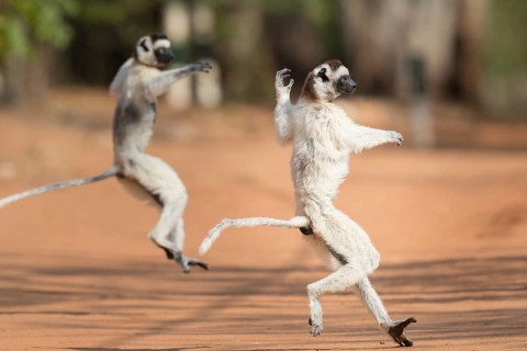 Two Verreaux's sifakas (Propithecus verreauxi)