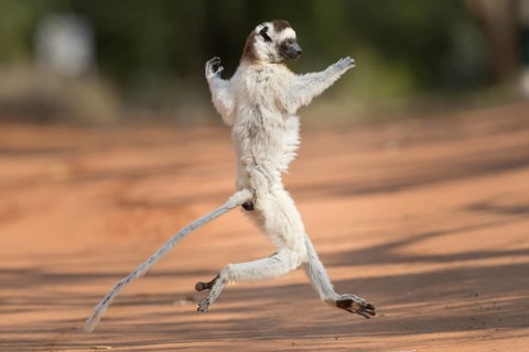 Verreaux's sifaka (Propithecus verreauxi)