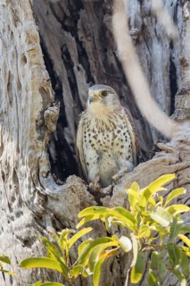 Malagasy kestrel (Falco newtoni) in a hollow tree