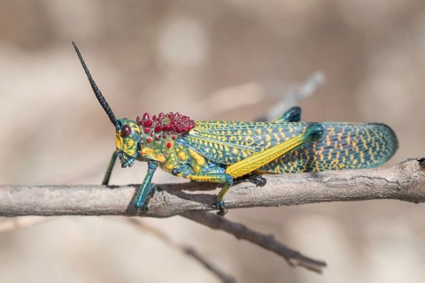 Regenbogen-Kegelkopfschrecke (Phymateus saxosus)