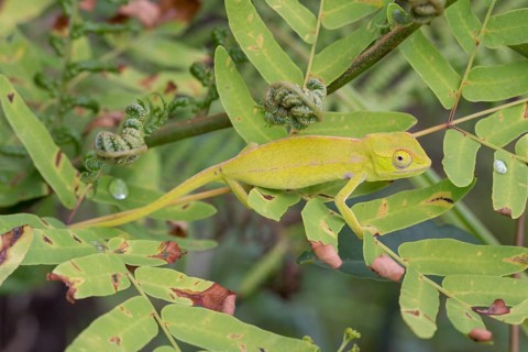 Carpet chameleon (Furcifer lateralis) in tree