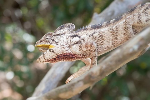 Malagasy giant chameleon (Furcifer oustaleti) with captured insect in the mouth