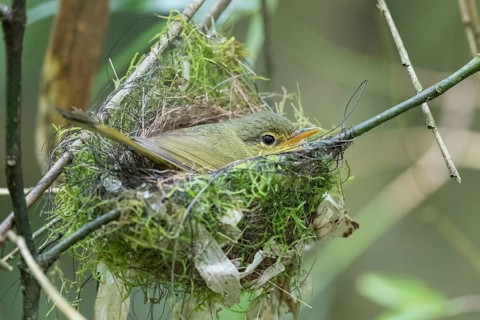 Spectacled tetraka (Xanthomixis zosterops) breeds in the nest