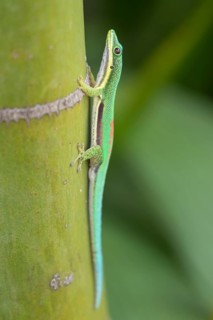 Madagascar giant day gecko (Phelsuma grandis) on bambus
